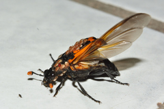 Nicrophorus mexicanus