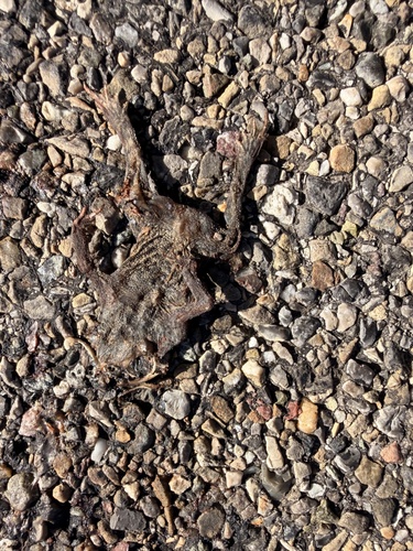 European Toad