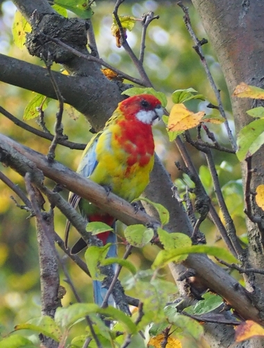 Eastern Rosella