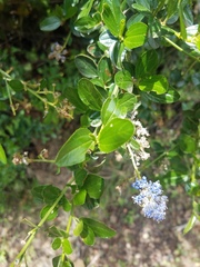Ceanothus thyrsiflorus thyrsiflorus