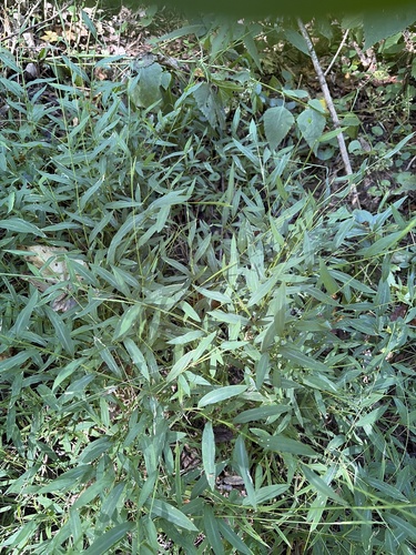 Japanese stiltgrass