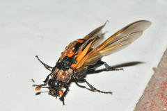 Nicrophorus mexicanus