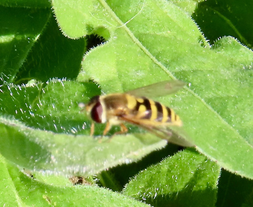 Common Flower Fly