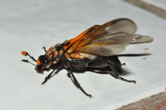 Nicrophorus mexicanus