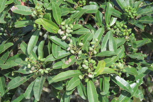 Protorhus longifolia, 2026-09-28