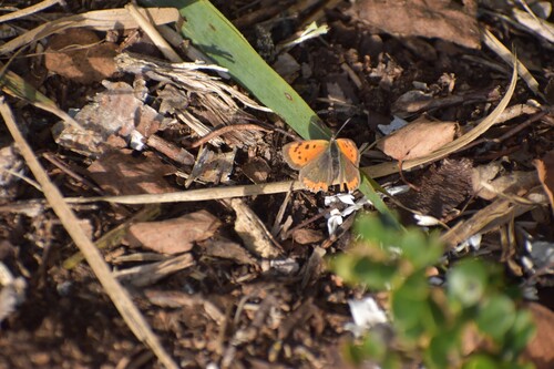 Small Copper