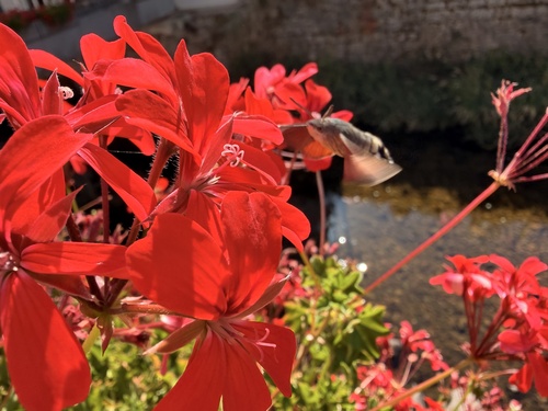 Eurasian Hummingbird Hawkmoth