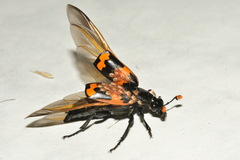 Nicrophorus mexicanus