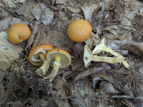 Larch Bolete