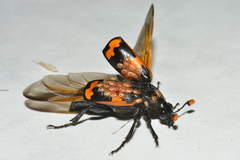 Nicrophorus mexicanus
