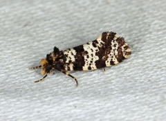 Ardiosteres moretonella