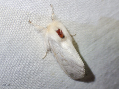 Trichiocercus sparshalli