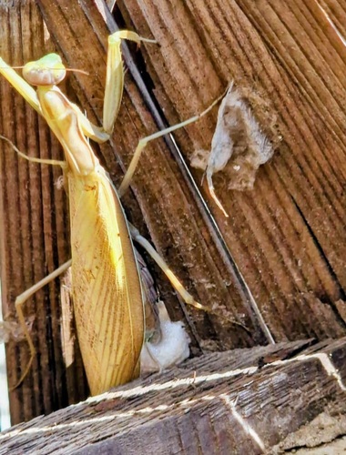 European Mantis