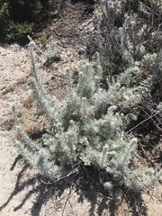 Artemisia pycnocephala