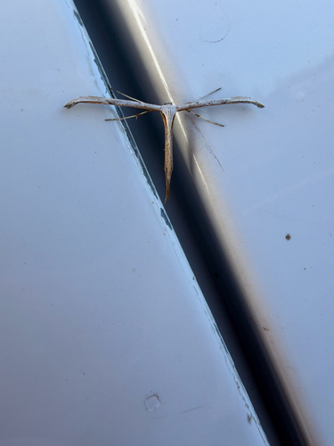 Morning-glory Plume Moth
