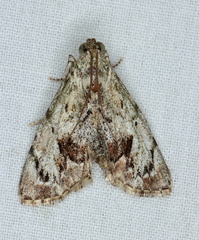 Enchesphora recurvalis