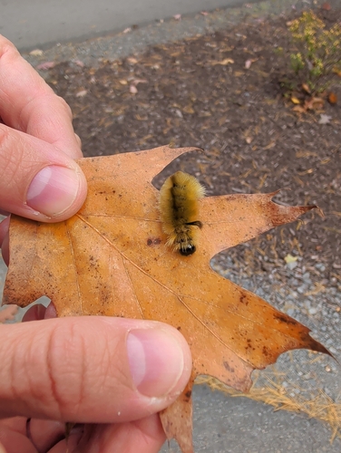 Banded Tussock Moth