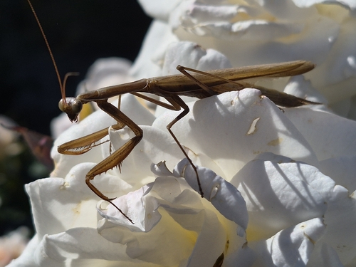 European Mantis