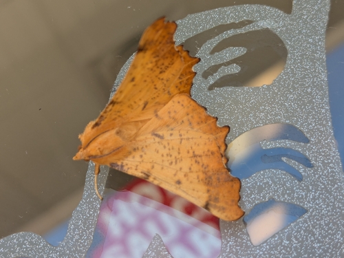 Maple Spanworm Moth