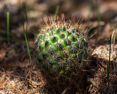 Coryphantha potosiana