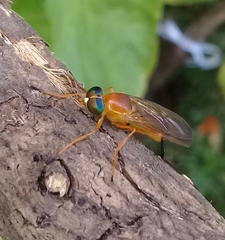 Ptecticus testaceus