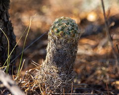 Coryphantha potosiana