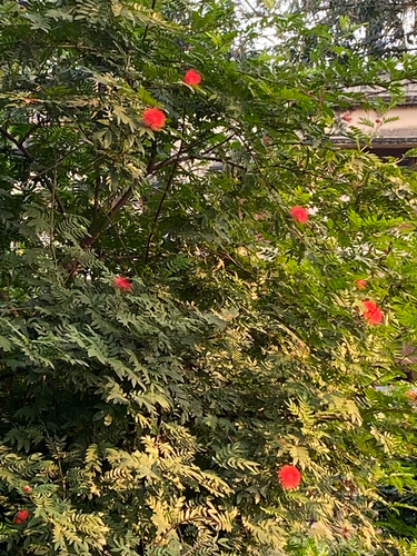 Calliandra haematocephala observed 2026-10-05
