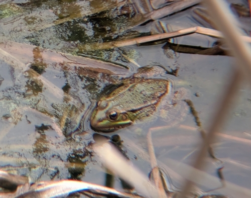 Iberian Green Frog