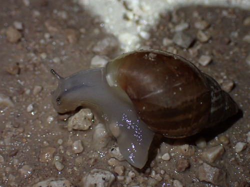 Rabdotus alternatus