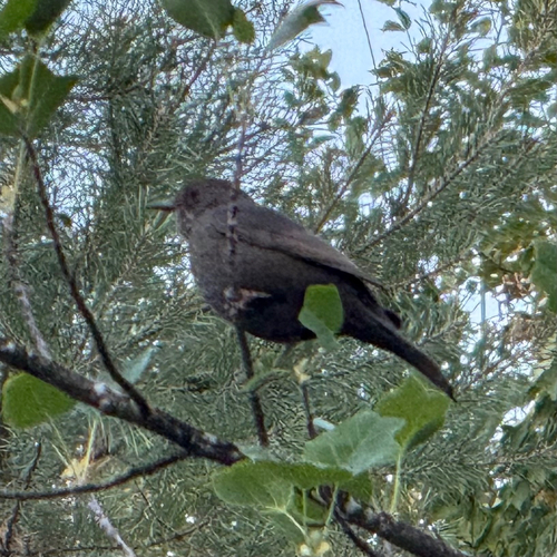 Eurasian Blackbird
