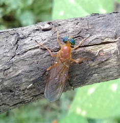 Ptecticus testaceus