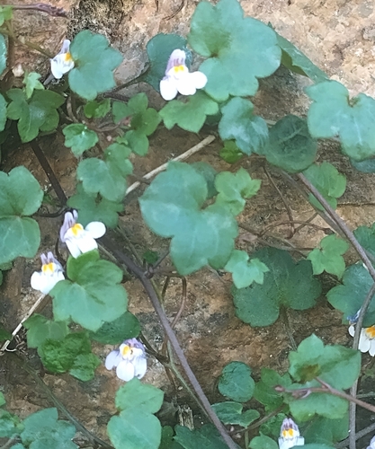 Ivy-leaved toadflax