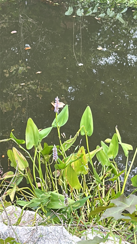 pickerelweed