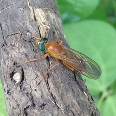 Ptecticus testaceus