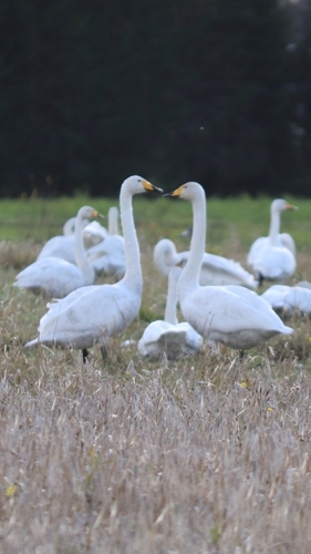 Whooper Swan