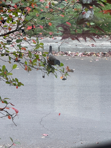 American Robin
