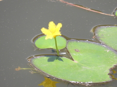 Nymphoides fallax