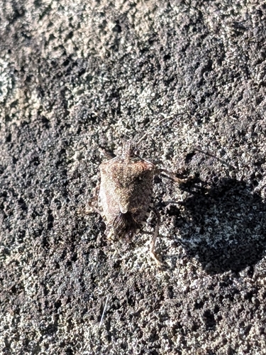 Brown Marmorated Stink Bug