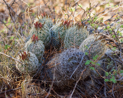 Coryphantha potosiana