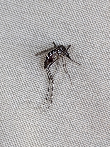 Asian Tiger Mosquito