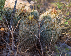 Coryphantha potosiana