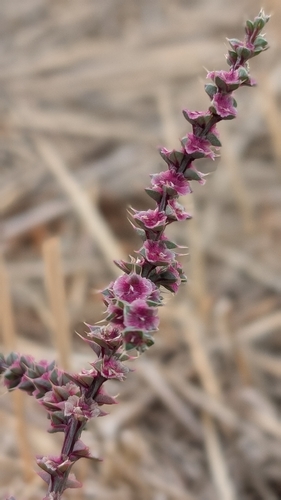Prickly Russian Thistle