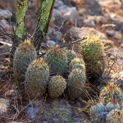 Coryphantha potosiana