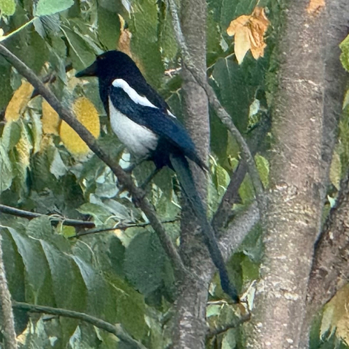 Eurasian Magpie