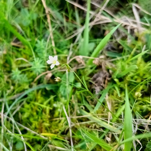 Linum catharticum observed 2026-10-05