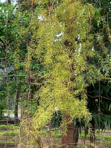 Asparagus racemosus observed 2026-10-05