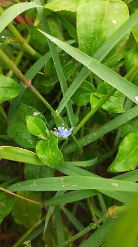 Benghal Dayflower