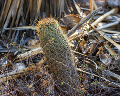 Coryphantha potosiana