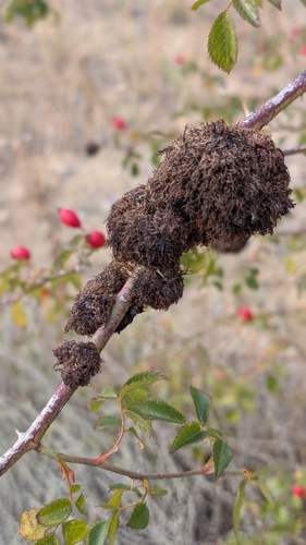 Mossy Rose Gall Wasp