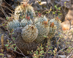 Coryphantha potosiana